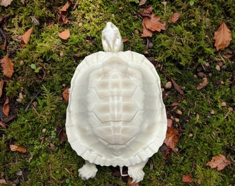 Ethisch hergestelltes Schildkröten-Skelett: Naturgeschichte Kuriosität Schrank Dekor