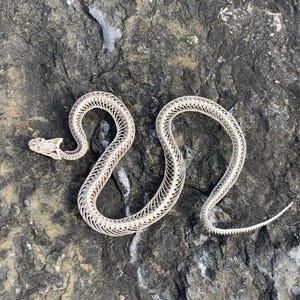 Puede incluir: Un esqueleto de serpiente completo, de color pálido, yace sobre una superficie rocosa texturizada gris y negra. Los huesos articulados de la serpiente son claramente visibles, mostrando la columna vertebral y la estructura de las costillas. El cráneo de la serpiente está intacto y la cola se estrecha hasta un punto.