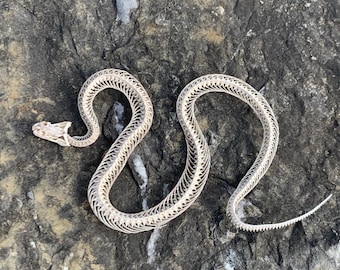 Real Snake Skeleton:Skull, Spine & Coccyx,Ethically Sourced Whole Snake Skull