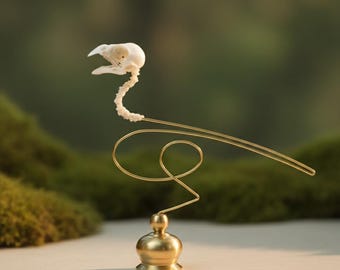 Pearl Bird Skull with Brass Base – Ethical Specimen