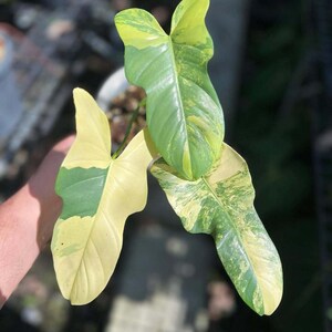 Philodendron bipennifolium variegated - Etsy 日本