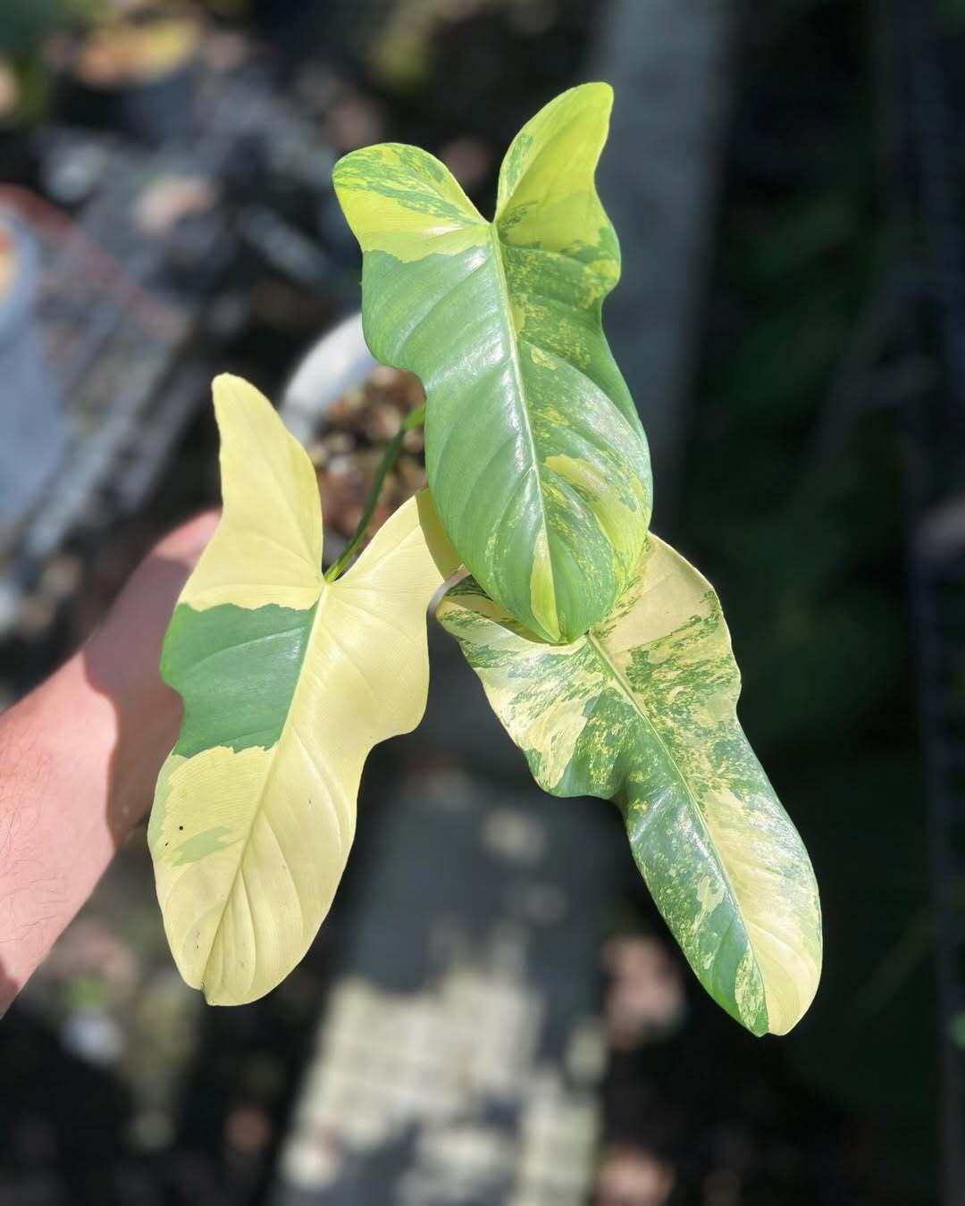 フィロデンドロン　ヴァイオリン　斑入り フィロデンドロン ビペンニフォリウム ヴァイオリン 斑入り」 とても