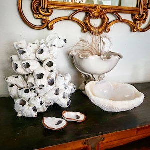 May include: A collection of decorative items, including a cluster of white barnacles, a white ceramic bowl with feathers, a white coral-like bowl with two clear spheres, and two oyster shells. The items are arranged on a dark wooden surface.