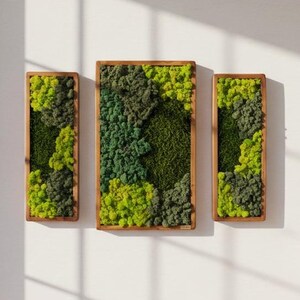 May include: Three framed moss art pieces in varying sizes, showcasing a mix of green hues. The moss is arranged within rectangular wooden frames, creating a natural, textured aesthetic. The artwork is displayed on a white wall, adding a touch of nature to the interior.
