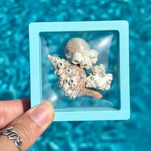 May include: A square light blue floating display frame containing a collection of three natural seashells with textured barnacle growths. The frame features a clear plastic membrane that holds the shells in place, creating a suspended effect.