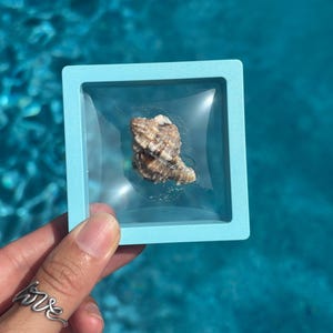 May include: A small, light blue square display frame featuring a clear, flexible membrane that suspends a single, textured, brown and white spiral seashell in the center, creating a floating effect within the rigid plastic frame structure.