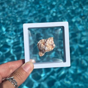 May include: A small, tan and white spiral seashell is suspended within a square, white floating display frame. The shell features a textured, ridged surface with natural brown and cream color variations, held securely between two clear membranes.