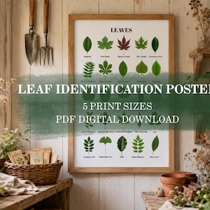 May include: A rectangular wall poster titled LEAF IDENTIFICATION POSTER with the subtitle 5 PRINT SIZES PDF DIGITAL DOWNLOAD. The poster features a grid of various green and dark red leaf illustrations with their names printed in black text below.