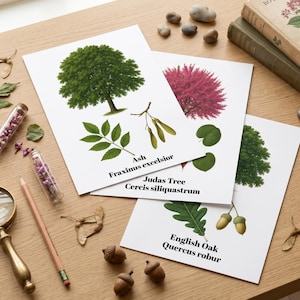 May include: Three botanical prints featuring illustrations of an Ash tree with Fraxinus excelsior text, a Judas Tree with Cercis siliquastrum text, and an English Oak with Quercus robur text, displayed alongside a magnifying glass and pencil.