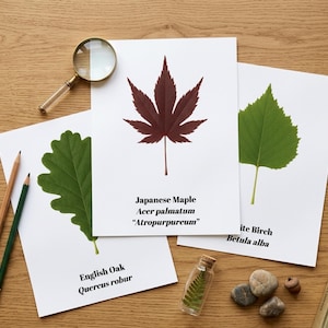 Leaf Identification Cards, 65 Leaf Flashcards, Plant ID, English & Latin Names, Printable Digital Download