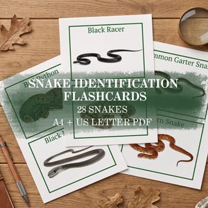 Può includere: Un set di schede educative per l'identificazione dei serpenti stampate su carta bianca con bordi verdi. Le schede presentano illustrazioni di vari serpenti, tra cui un Black Racer, e il testo SNAKE IDENTIFICATION FLASHCARDS 28 SNAKES A4 + US LETTER PDF.