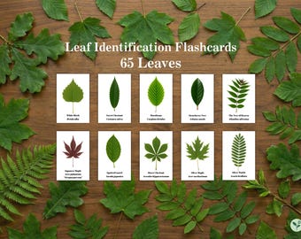 Tarjetas de identificación de hojas, 65 tarjetas didácticas de hojas, identificación de plantas, nombres en inglés y latín, descarga digital imprimible.