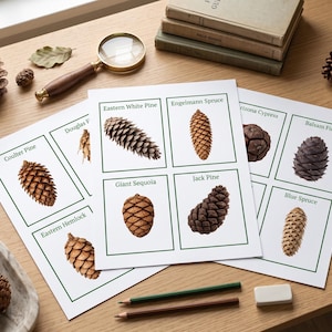 May include: Educational sheets featuring labeled illustrations of various pine cones including Eastern White Pine, Engelmann Spruce, Giant Sequoia, Jack Pine, Coulter Pine, Douglas Fir, Eastern Hemlock, Arizona Cypress, Balsam Fir, and Blue Spruce.
