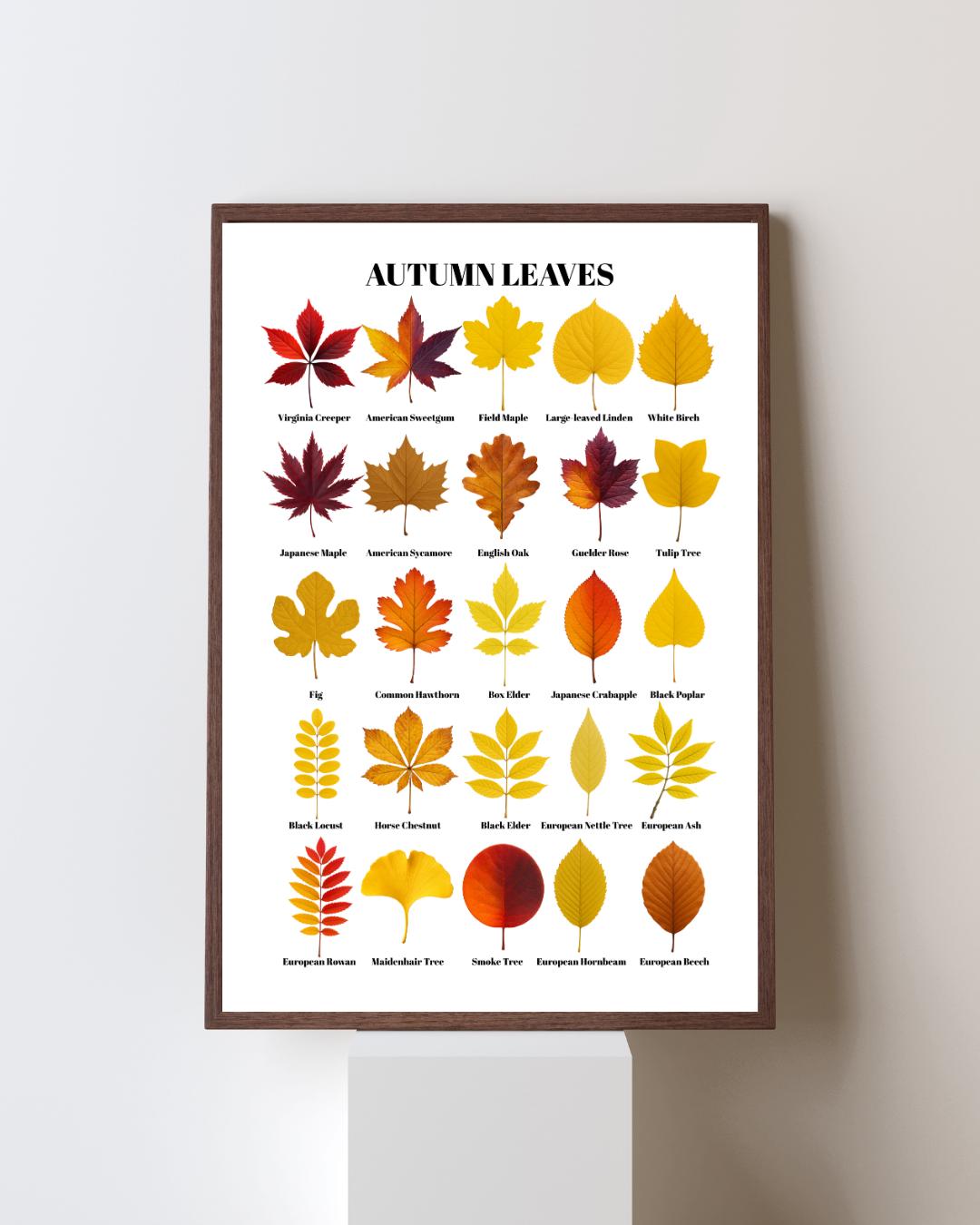 Leaf Poster: Fall Leaves Identification Chart, Nature Study ...