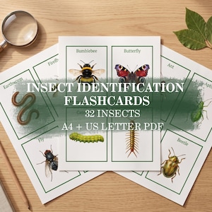Può includere: Un set di schede per l'identificazione degli insetti con illustrazioni di un bombo, una farfalla, un lombrico, una formica, un afide, una mosca, un bruco, un millepiedi e uno scarabeo. Il testo recita INSECT IDENTIFICATION FLASHCARDS 32 INSECTS A4 + US LETTER PDF.