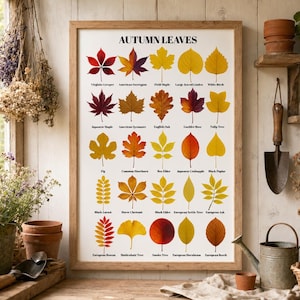 May include: A framed educational poster titled AUTUMN LEAVES featuring a grid of various colorful tree leaves in shades of red, orange, and yellow, each labeled with its common name, including Virginia Creeper, American Sweetgum, and Maidenhair Tree.