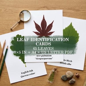 May include: A set of leaf identification cards featuring illustrations of an English Oak, Japanese Maple, and White Birch. The cards include the text LEAF IDENTIFICATION CARDS, 65 LEAVES, 3x5 IN + A4 + US LETTER PDF, and botanical names.