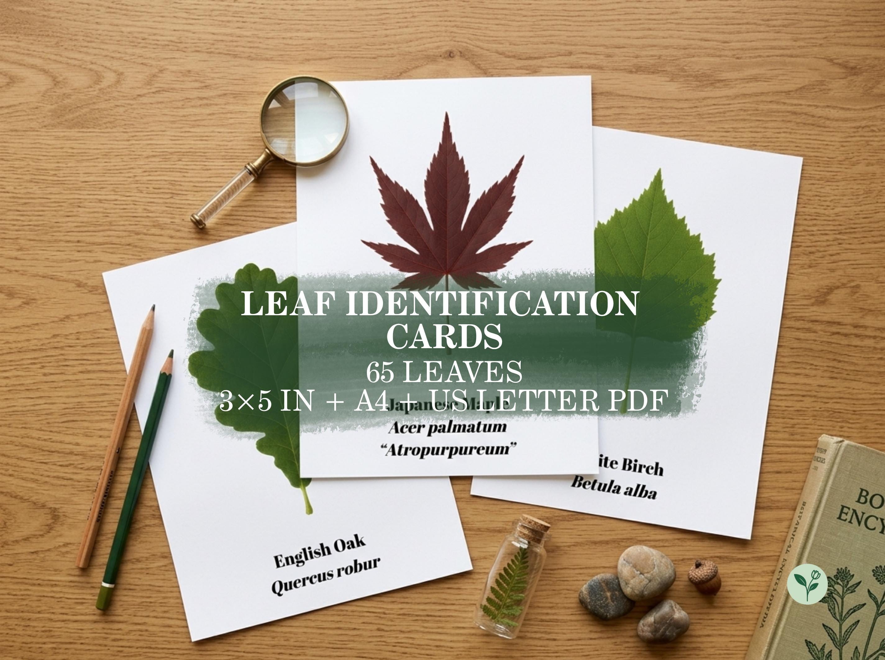 Leaf Identification Cards, 65 Leaf Flashcards, Plant ID, English