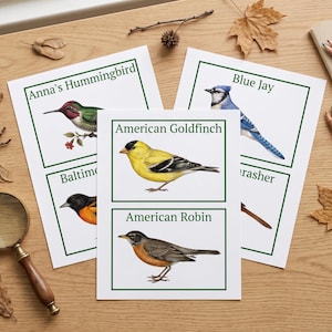 Bird Flashcards, Nature Study Printable, Montessori Materials, Common Birds Identification, Ornithology Wall Art