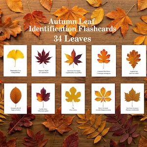 Identificatiekaarten herfstblad: 34 bladflashcards, ID herfstbladeren (digitale download)