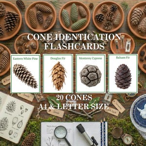 May include: A collection of pine cones displayed on terracotta plates, with flashcards for cone identification. The cards feature Eastern White Pine, Douglas Fir, Monterey Cypress, and Balsam Fir. The text reads "Cone Identification Flashcards" and "20 Cones A4 & Letter Size".