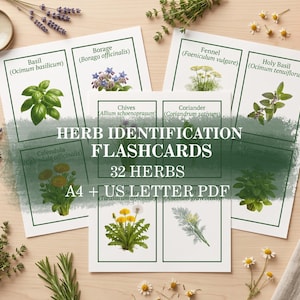 May include: A set of herb identification flashcards printed on white paper with green borders. Each card features a botanical illustration and the common and scientific name of an herb. The text reads HERB IDENTIFICATION FLASHCARDS 32 HERBS A4 + US LETTER PDF.