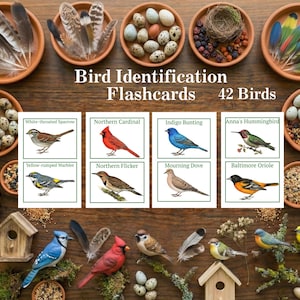 Bird Flashcards, Nature Study Printable, Montessori Materials, Common Birds Identification, Ornithology Wall Art