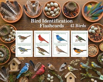 Bird Flashcards, Nature Study Printable, Montessori Materials, Common Birds Identification, Ornithology Wall Art