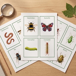 Può includere: Un set di schede didattiche con illustrazioni dettagliate di insetti e piccole creature, tra cui un bombo, una farfalla, un lombrico, un bruco, un millepiedi, una mosca, una formica, un afide e uno scarabeo, etichettati in verde.