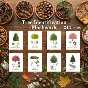 Tarjetas de identificación de árboles: 24 tarjetas con información sobre árboles, plantas y nombres en inglés y latín (descarga digital)