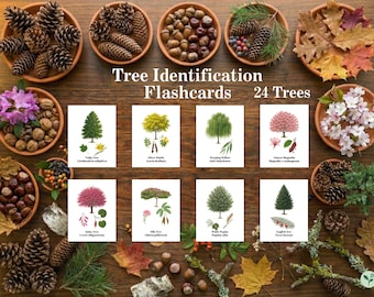Tree Identification Cards: 24 Tree Flashcards, Plant ID, English & Latin Names (Digital Download)