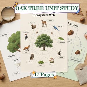 Op de afbeelding: Een educatieve eikenboom-leseenheid met 17 pagina's aan gedrukte diagrammen. De vellen tonen een ecosysteemweb met dieren, een anatomiekaart van de boom en een levenscyclusdiagram. Inclusief een vergrootglas, potloden en eikels.