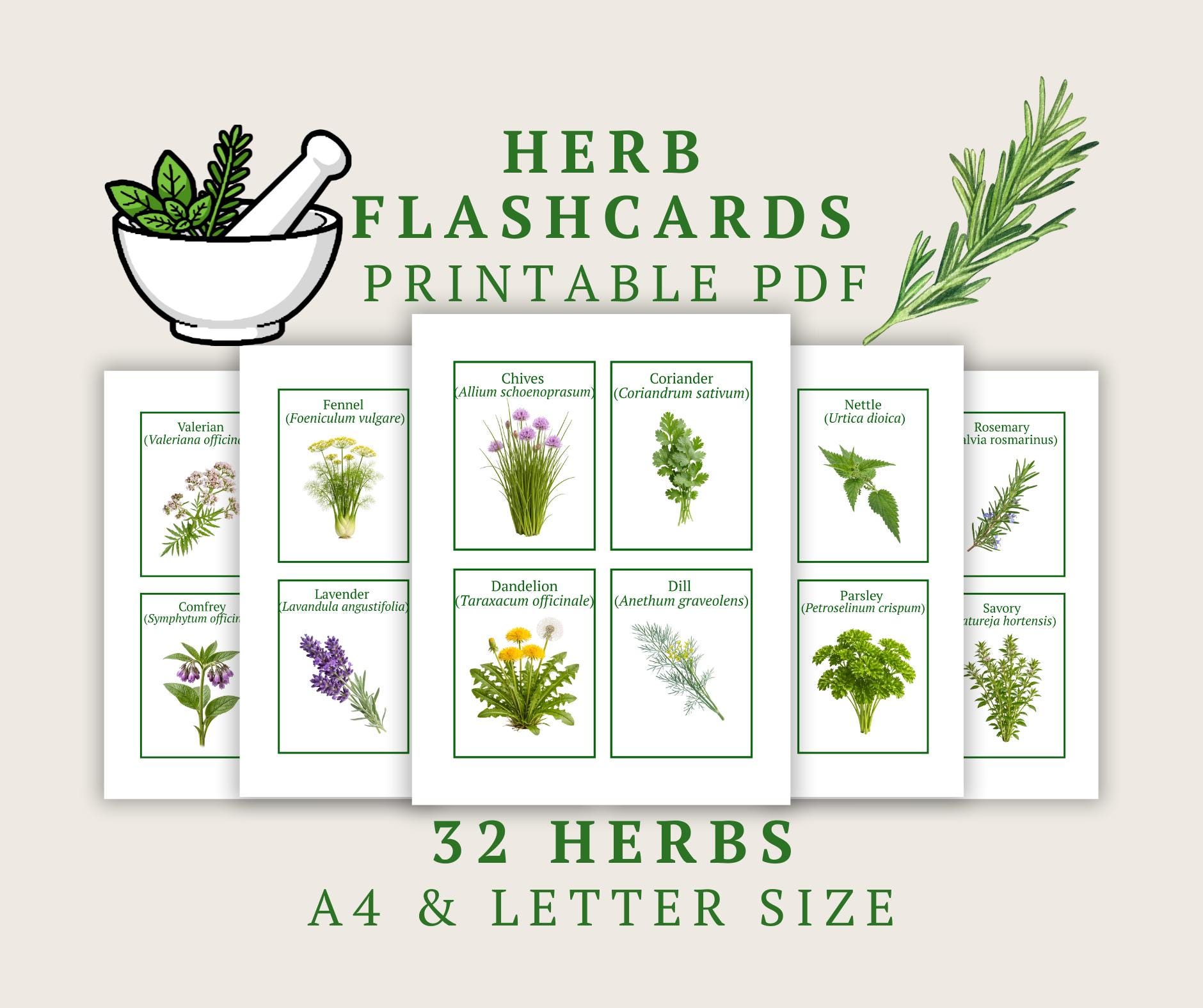 Herb Flashcards, Printable Botanical Identification Cards, Medicinal ...