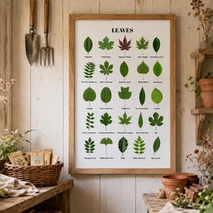 Leaf Poster: Tree Leaves Identification Chart, Nature Study & Environmental Science, Classroom Posters (Digital Download)