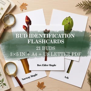 May include: A set of white bud identification flashcards featuring botanical illustrations of tree buds, including Box Elder Maple, Norway Maple, and Ash. The text reads BUD IDENTIFICATION FLASHCARDS, 21 BUDS, 3x5 IN + A4 + US LETTER PDF.