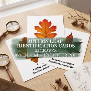 May include: Autumn leaf identification cards featuring colourful leaf illustrations and botanical names. The text reads: AUTUMN LEAF IDENTIFICATION CARDS, 34 LEAVES, 3x5 IN + A4 + US LETTER PDF, English Oak Quercus robur, American Sweetgum Liquidambar styraciflua.
