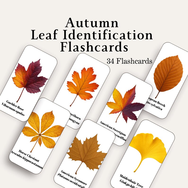 Autumn Leaf Identification Cards 34 Leaf Flashcards Fall Leaves Plant 