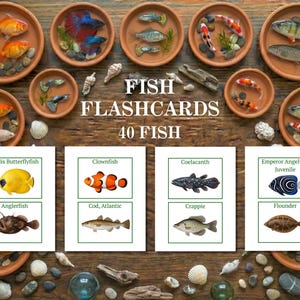 May include: An image of fish flashcards, showcasing 40 different fish species. The scene includes small terracotta bowls with fish and illustrated flashcards. The flashcards feature fish such as the Clownfish and Anglerfish. The text "FISH FLASHCARDS 40 FISH" is visible.