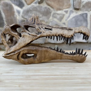 May include: A detailed, weathered, dinosaur skull replica. The skull is a light brown color with dark brown teeth. The jaw is open, revealing the teeth. The skull is resting on a light brown wooden surface.