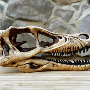 May include: A detailed, tan-colored dinosaur skull replica with sharp, black teeth. The skull is set against a textured stone background and wooden surface, showcasing its intricate bone structure. A unique decorative item.