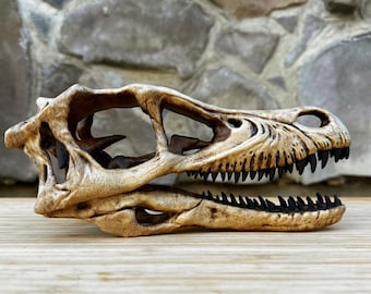 Velociraptor Dinosaur Skull Bone Fossil Replica