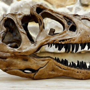 May include: A detailed replica of a dinosaur skull, showcasing a weathered, tan color with black teeth. The skull's intricate bone structure is visible, with large eye sockets and a prominent jawline. The fossilized appearance suggests a prehistoric theme.