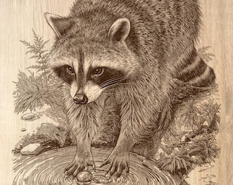 Raccoon Washing PNG | Detailed Wildlife Laser Engraving File (Digital Download)