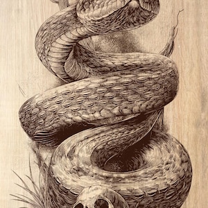 May include: A sepia-toned illustration of a coiled rattlesnake, with a skull at its base. The snake is intricately drawn, showing scales and texture. A small cactus and sparse grass are also depicted, set against a wood-grain background.