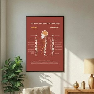 Arte mural educativo – Decoración Sistema Nervioso Autónomo – Esquema SNA – Póster anatomía médica – – Regalo formativo