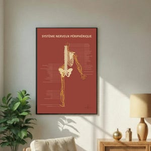 Poster Sistema Nervioso Periferico - Lamina Anatomica Educativa - Arte de Pared Quiropractico
