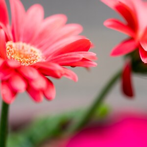Artwork for Home Decor Digital Download- Coral Spring Daisy