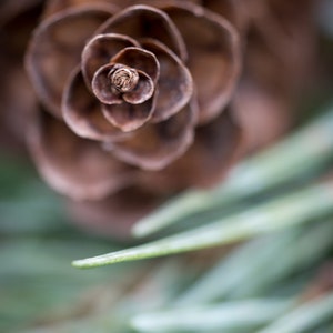 Artwork for Home Decor Digital Download- Pinecone-Evergreen