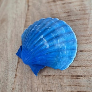 May include: A vibrant blue seashell with a textured surface, resting on a light brown wooden surface. The shell's ridges and curves are highlighted by the color, creating a striking contrast against the wood grain.