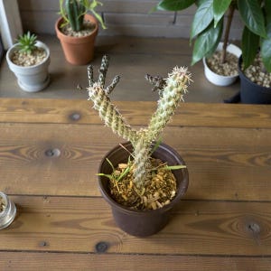 Live Cholla Cactus – Sculptural Desert Succulent, Easy Care, (THREE FOR ONE through September 1st)